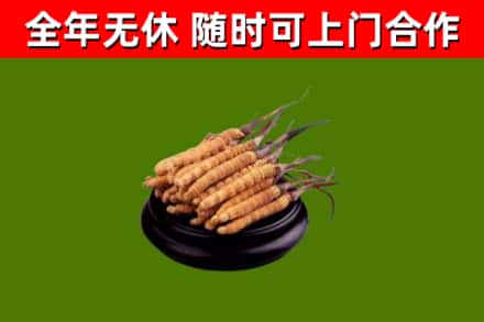 新荣区烟酒回收冬虫夏草.jpg